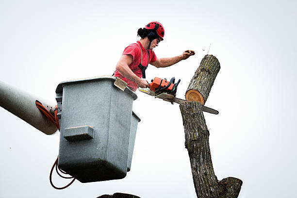 Best Hazardous Tree Removal  in Highspire, PA